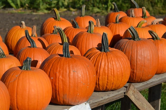 Dynie przydatne nie tylko na Halloween