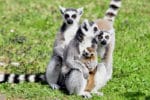 Lemury z wrocławskiego ZOO. Dużo zdjęć