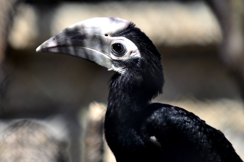 Sukces we wrocławskim ZOO