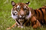 Maluchy z wrocławskiego ZOO
