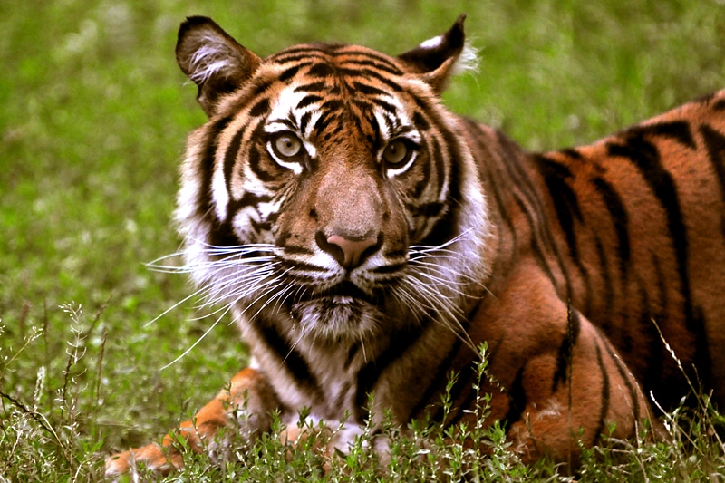 Maluchy z wrocławskiego ZOO