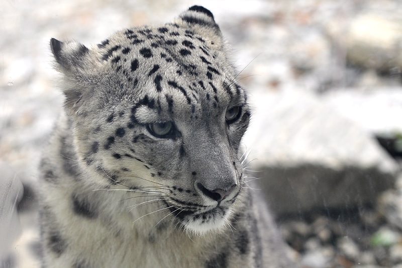 Kotek z wrocławskiego ZOO