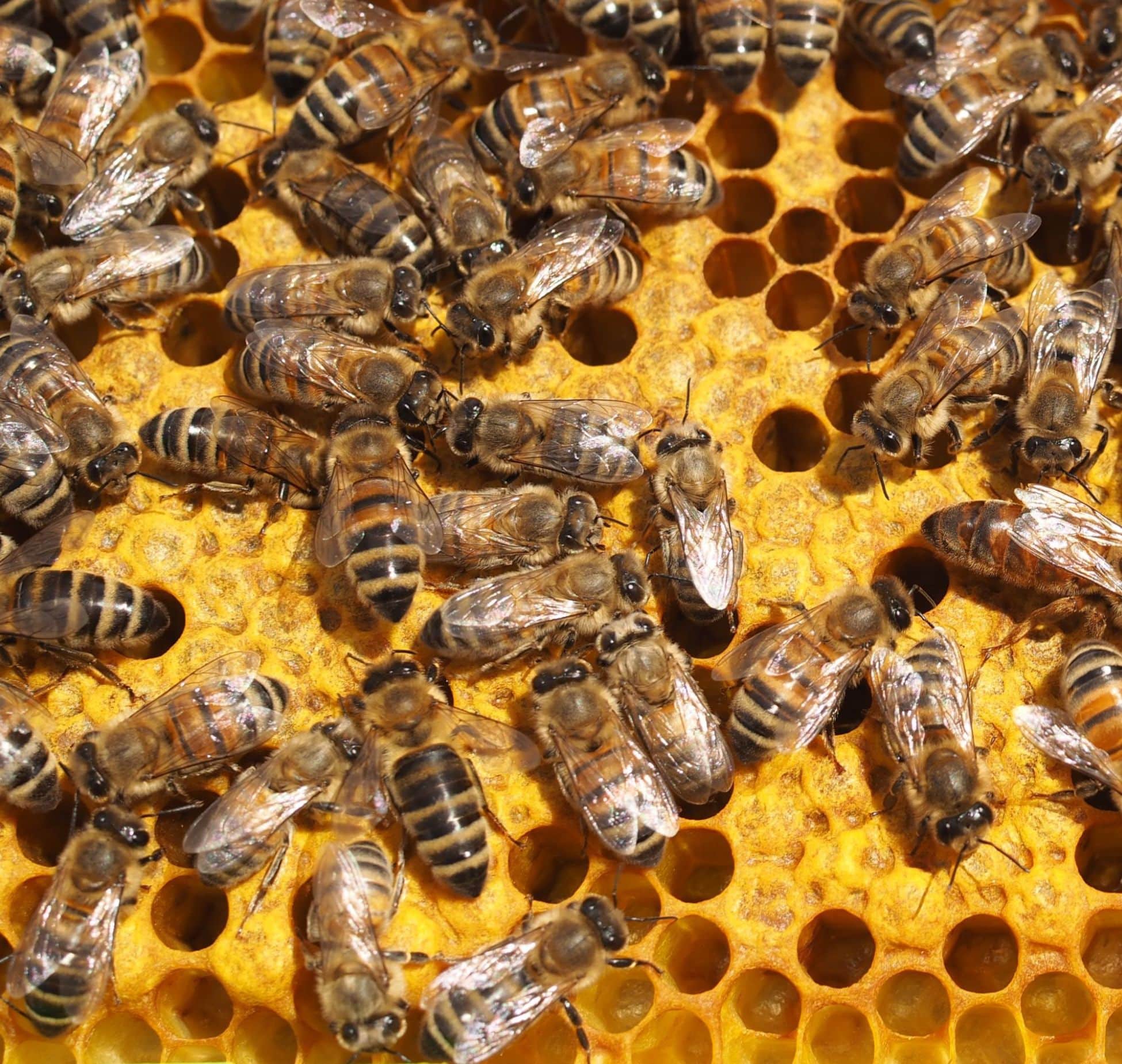 Pszczelarstwo – kursy w pasiece Ule Króla