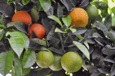 pomarańcze w Portugalii, fot.©J.Dudzik