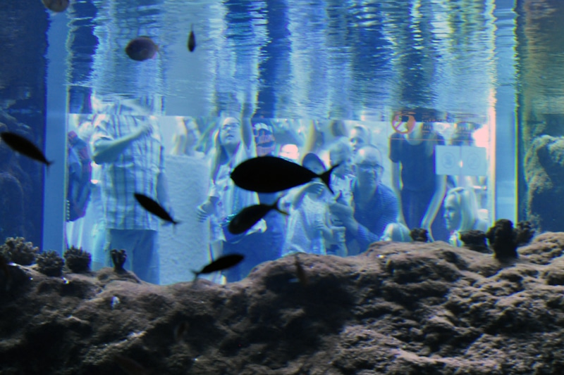 Afrykarium we Wrocławiu ma 5 lat