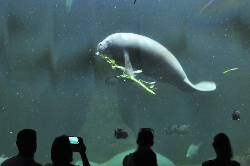 Co jedzą manaty w tłusty czwartek. Może warto sprawdzić we wrocławskim ZOO?