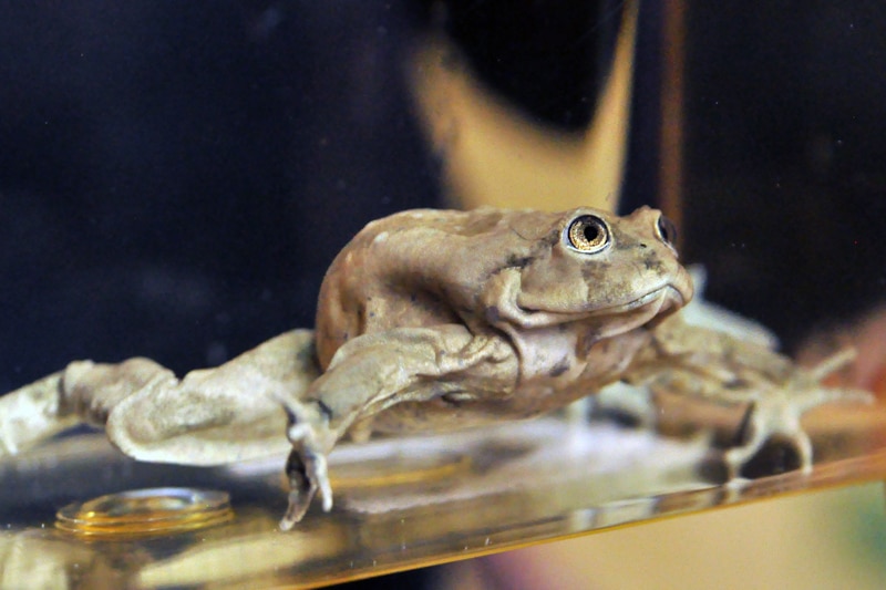 Mała żabka z jeziora Titicaca. Nowe akwarium i atrakcja w ZOO Wrocław