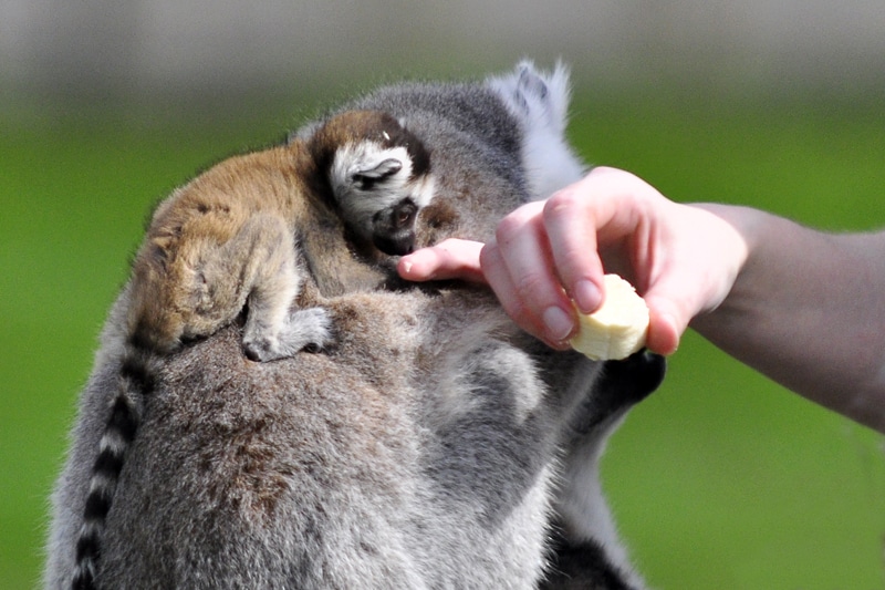 Maluchy z wrocławskiego ZOO i domowezoo, czyli tranmisje na żywo z ogrodu zoologicznego.