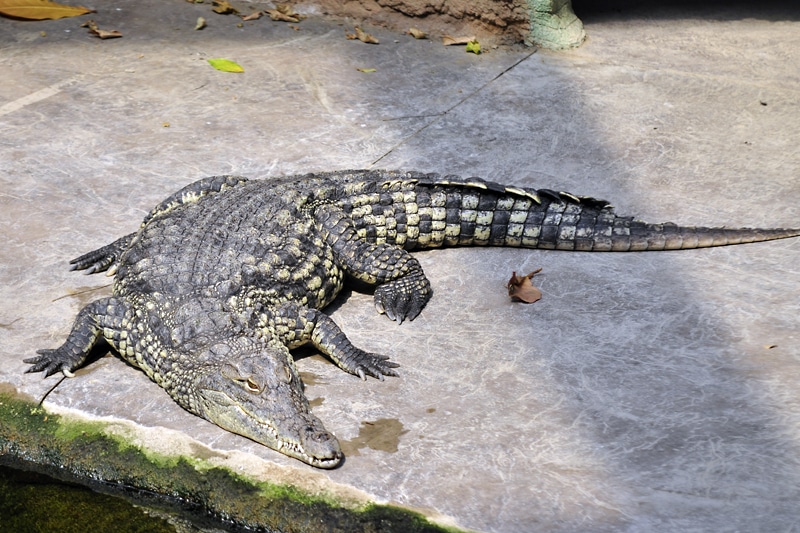 Czy zwierzęta tęsknią za odwiedzającymi ogród zoologiczny? Czy może wolą samotność.