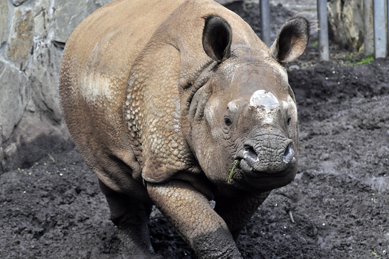 Rocznica otwarcia ZOO we Wrocławiu. To już 155 lat działalności