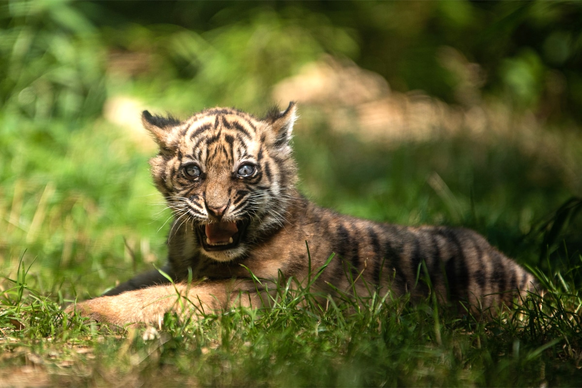 Już można oglądać tygryska we wrocławskim ZOO. Maluch zaczyna pojawiać się na wybiegu