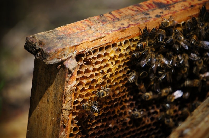 Pszczoły, dlaczego należy o nie dbać!