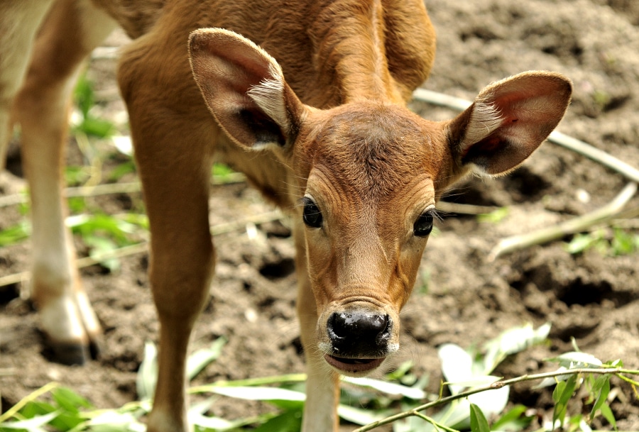 Zobaczcie małe bantengi z wrocławskiego ZOO