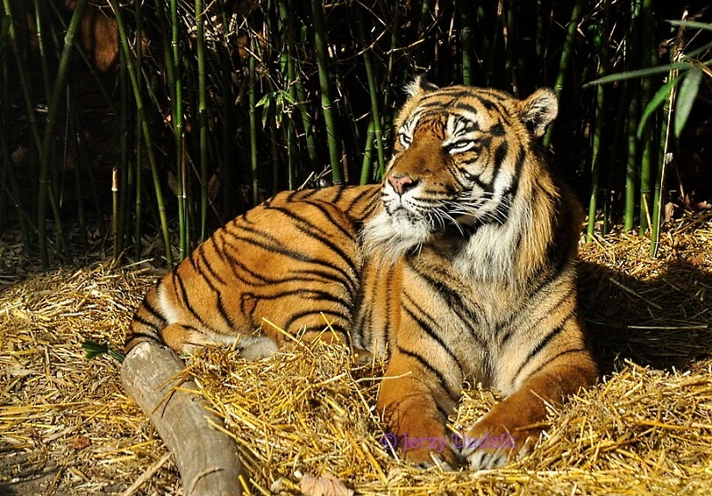 Tygrysy i inne koty w jesiennym słońcu