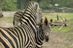 Sporo maluchów bryka po wrocławskim ZOO