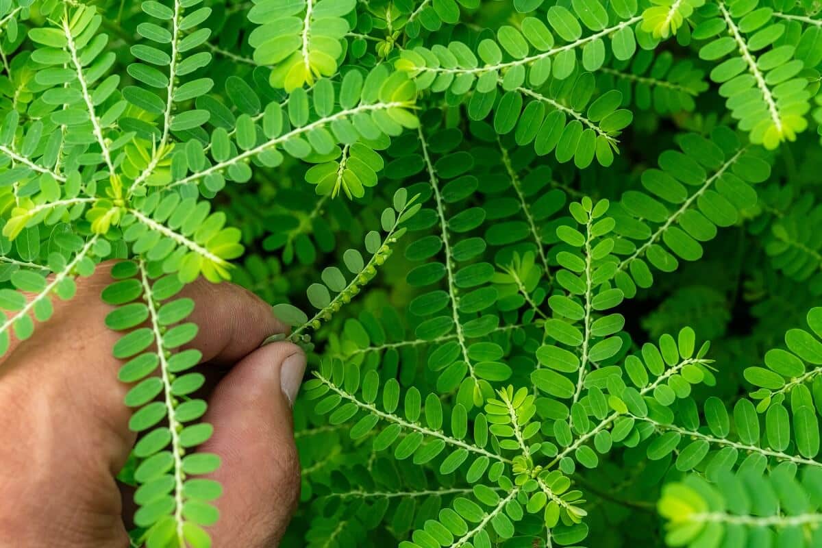 CHANCA PIEDRA tropikalne zioło na senioralne dolegliwości [Liofilizat Phyllanthus niruri]