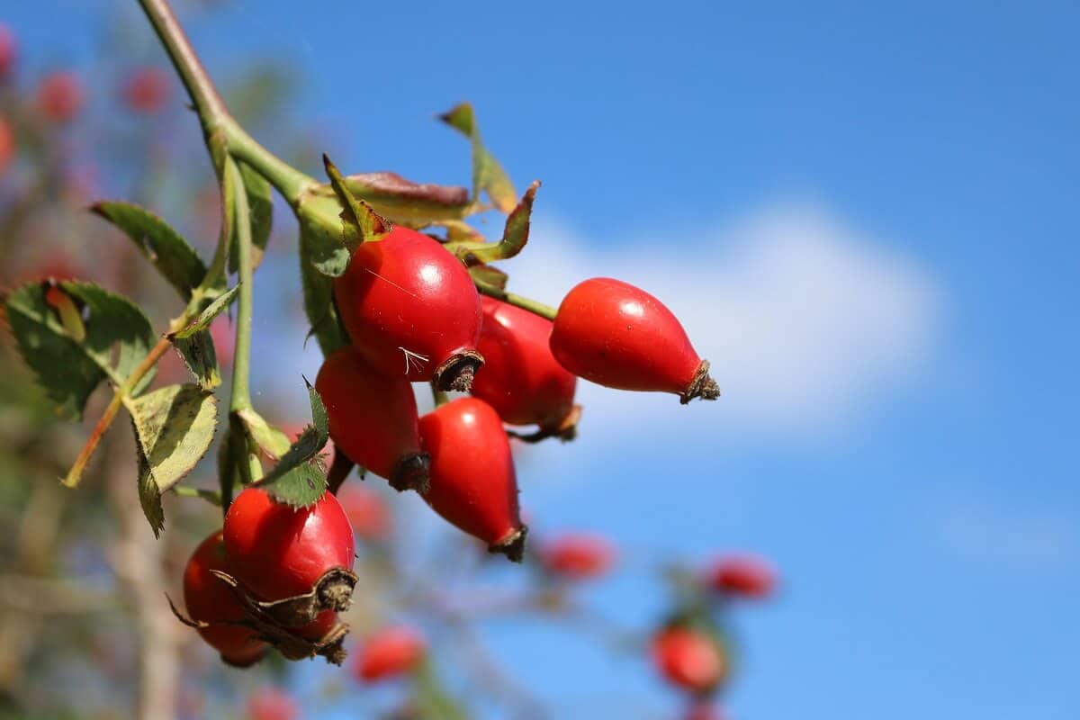 Proszek z dzikiej róży LitoFlex® – pomoc w bólach i zwyrodnieniach stawów