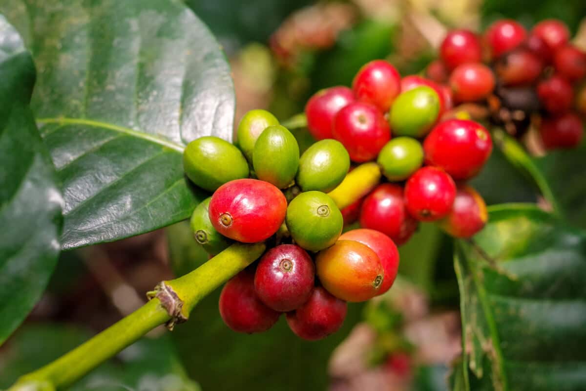 Arabika czy robusta? Poznaj główne różnice między tymi rodzajami kawy!